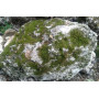 Ландшафтный камень Известняк со мхом (фр. 100-500 мм.)